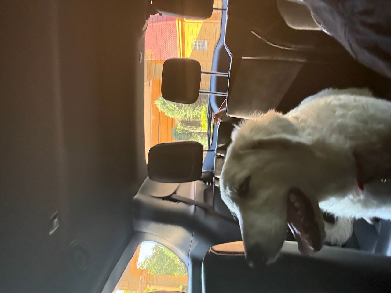 Pet travel photo 3