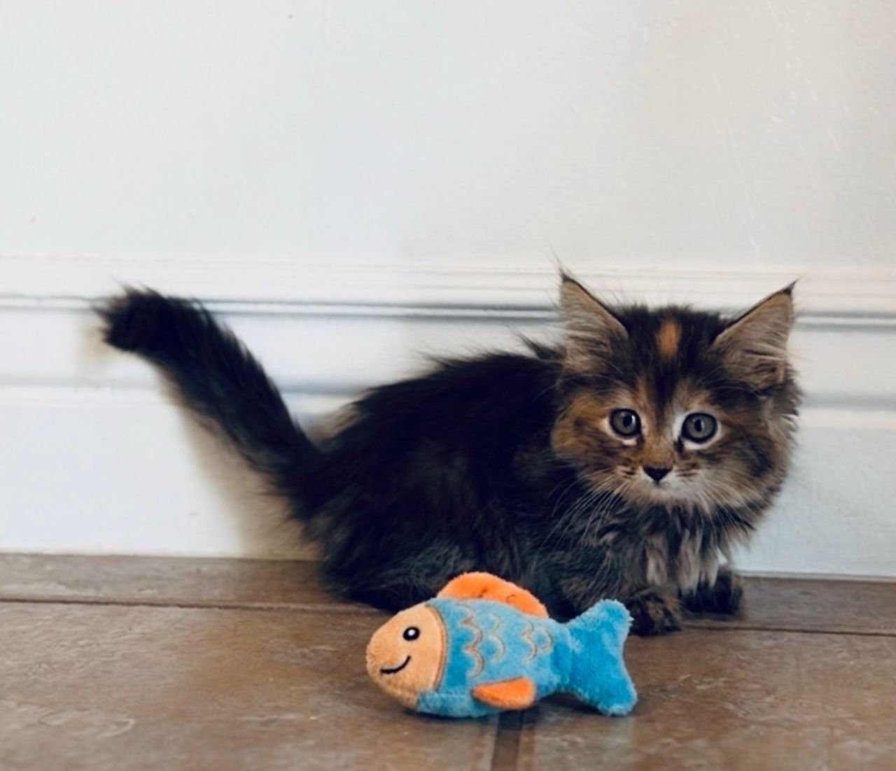Pet travel photo 3