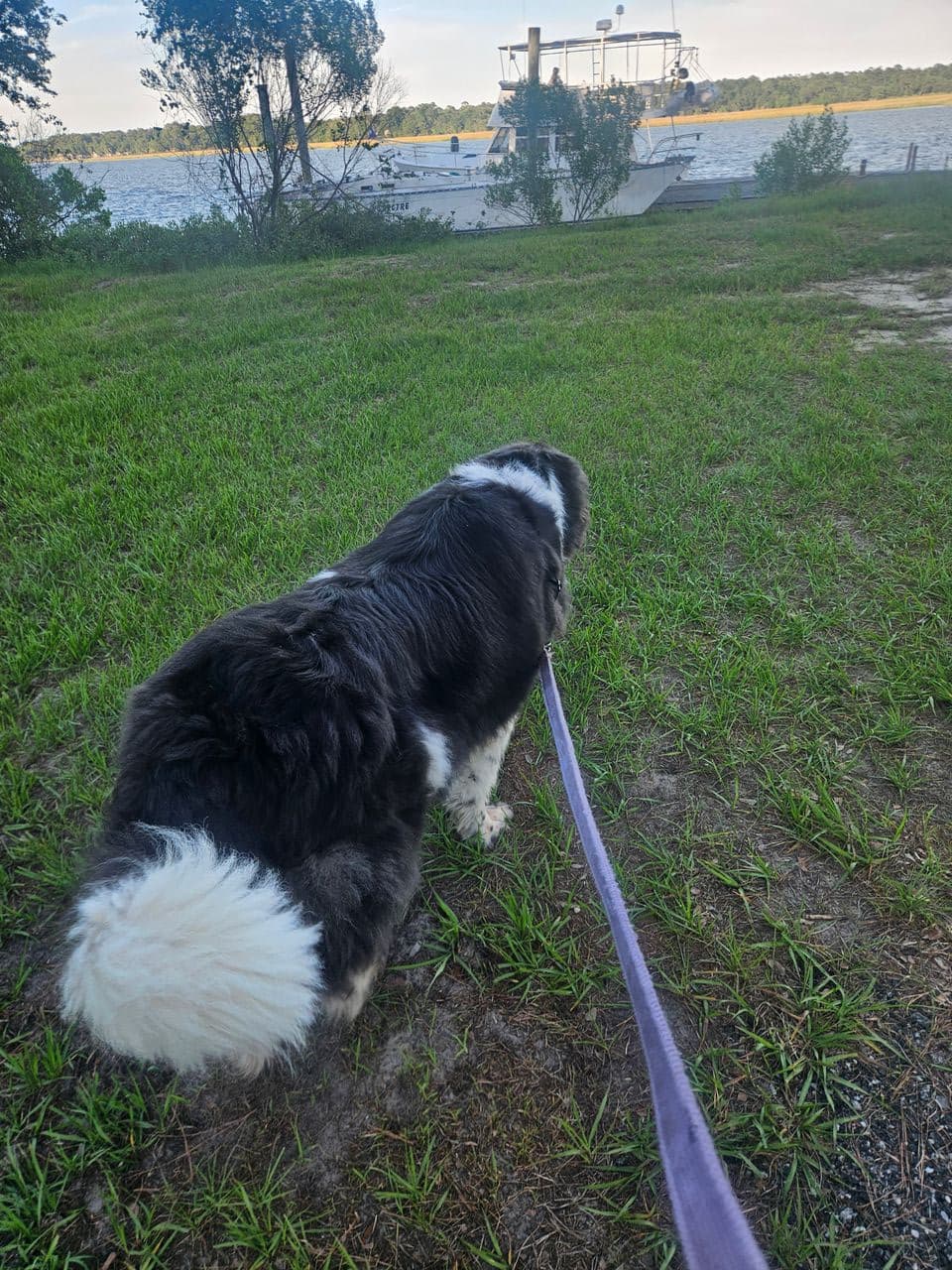 Pet travel photo 1