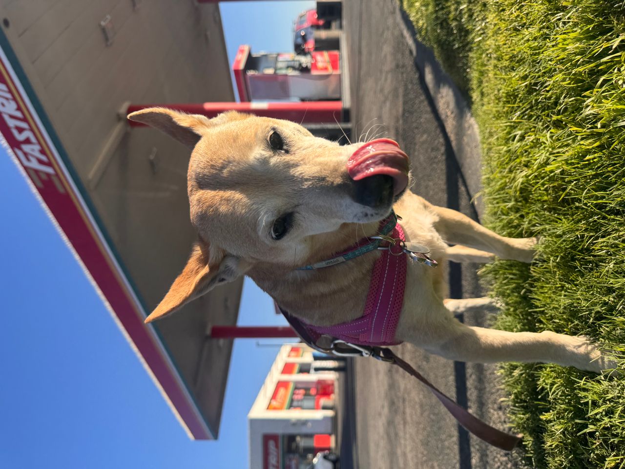 Pet travel photo 3