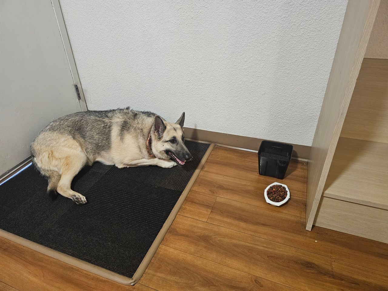 Pet travel photo 4