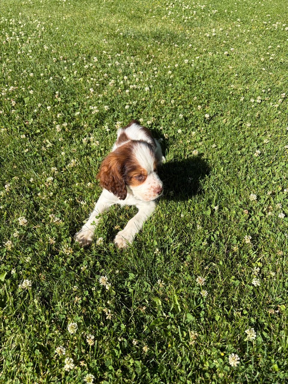 Pet travel photo 3