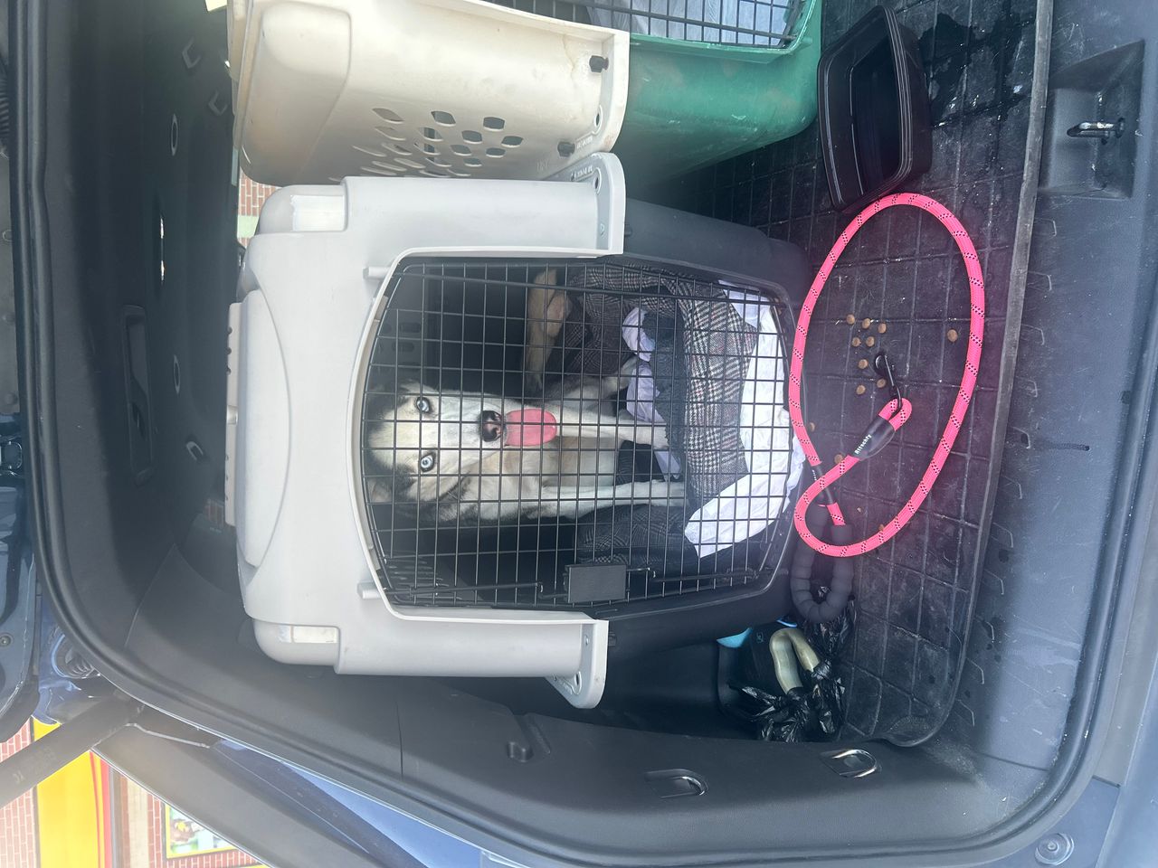Pet travel photo 3