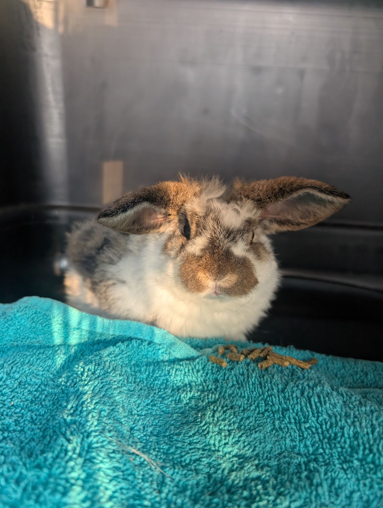 Pet travel photo 2