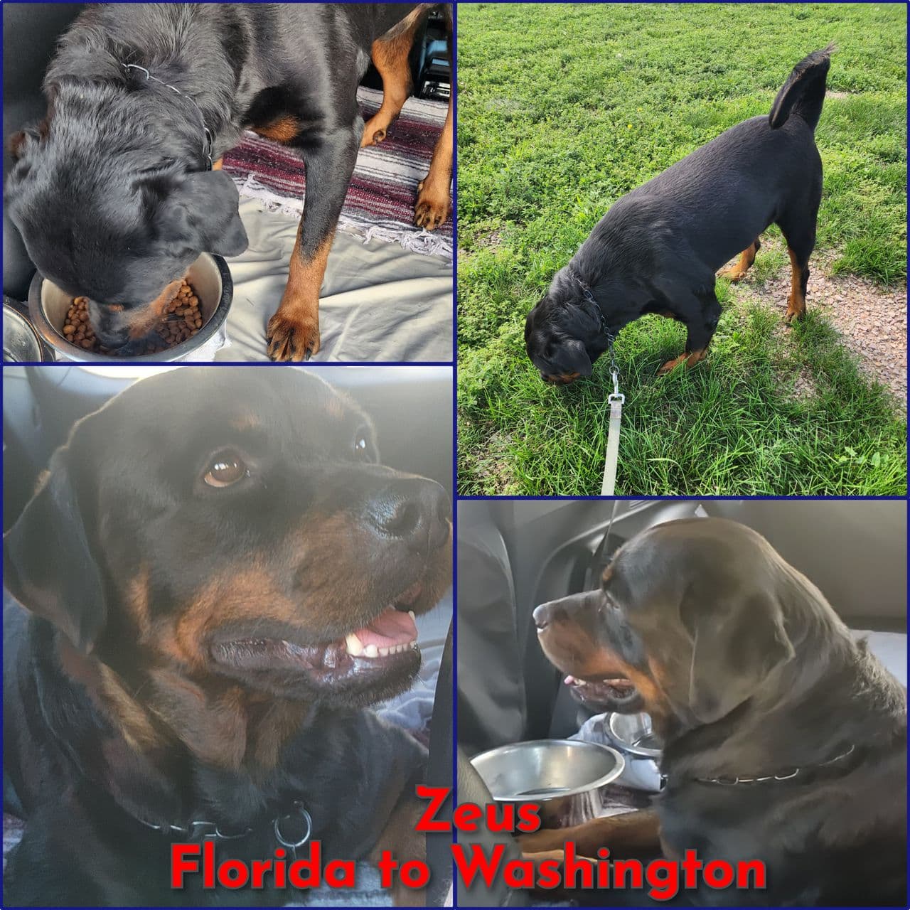 Pet travel photo 6