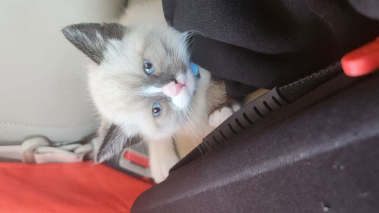Pet travel photo 3
