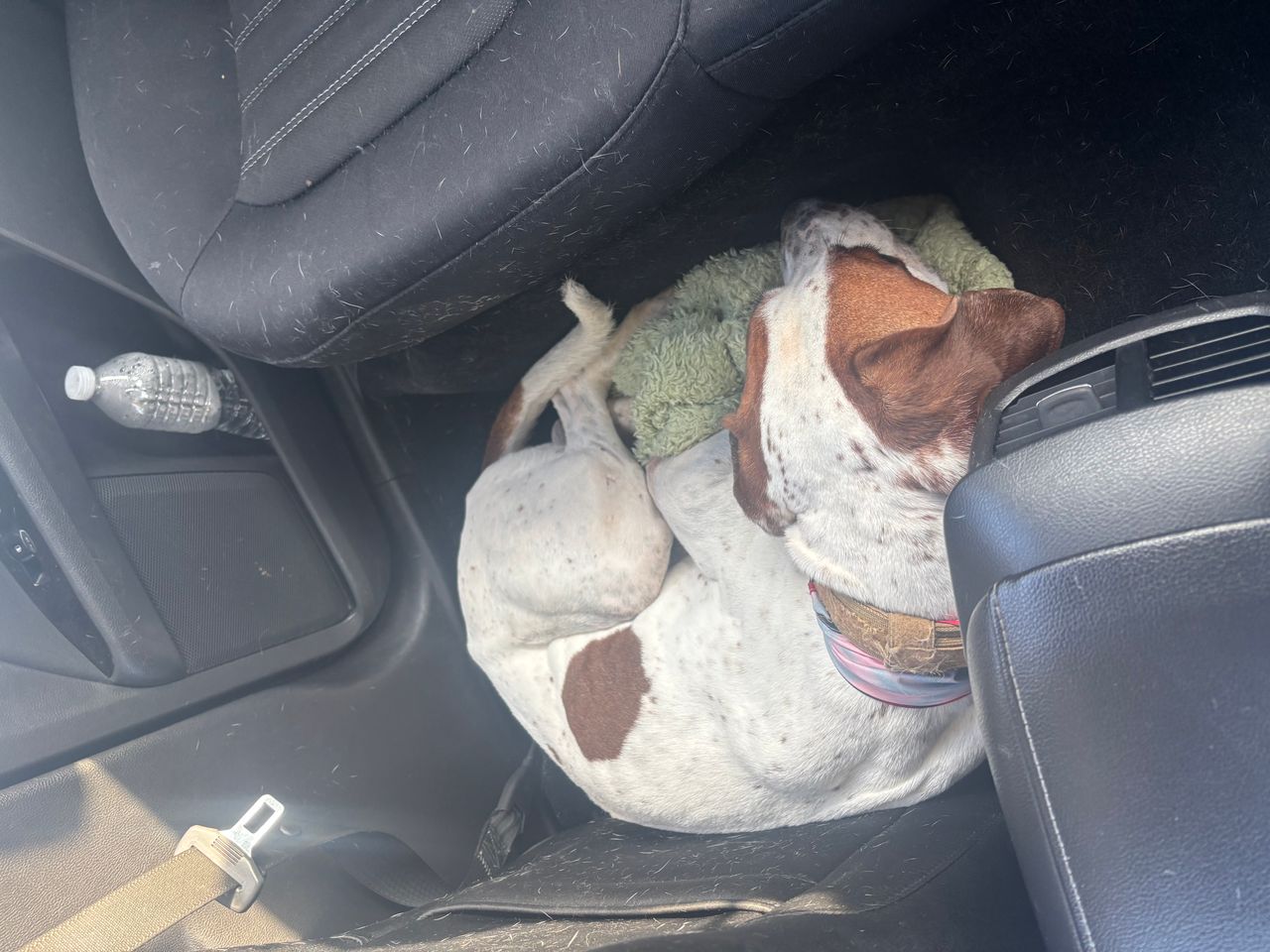 Pet travel photo 1