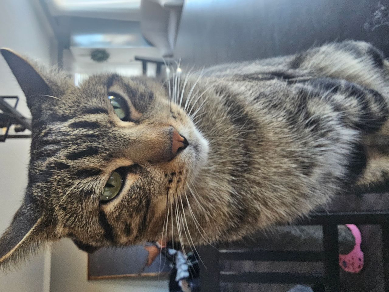 Pet travel photo 3