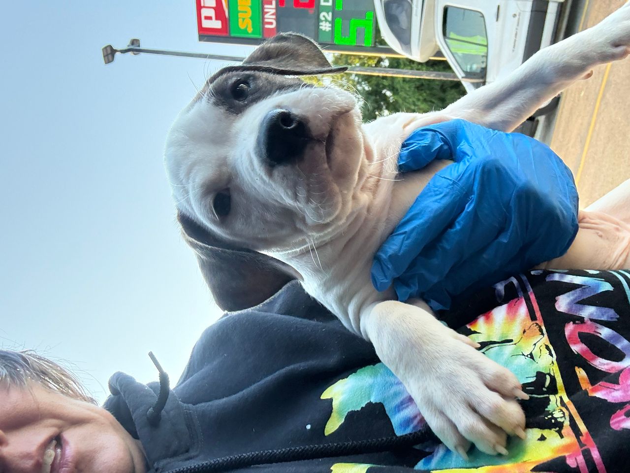 Pet travel photo 3
