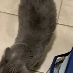 Russian Blue named Scout