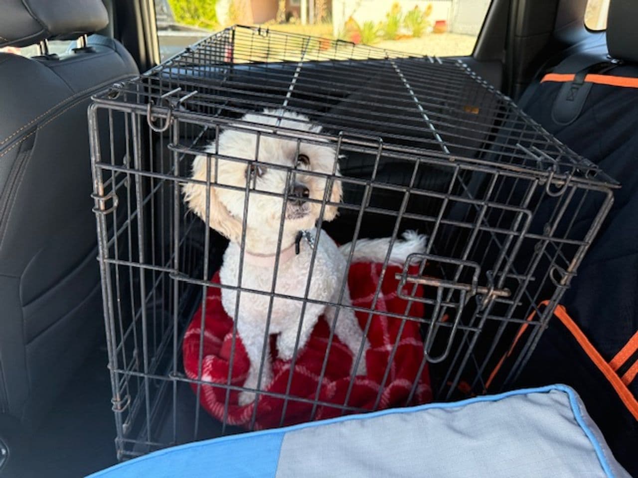 Pet travel photo 4