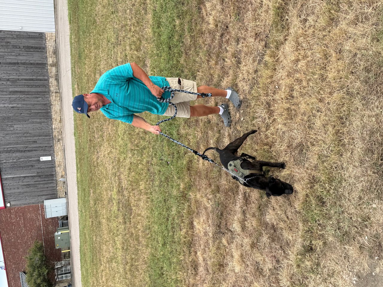 Pet travel photo 1