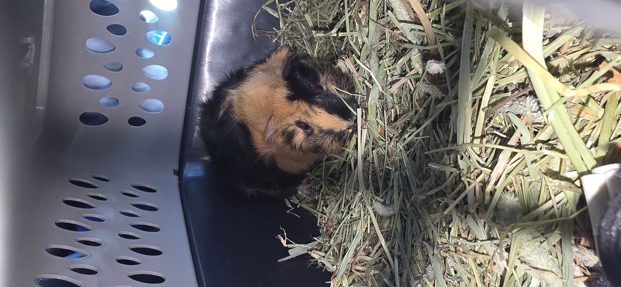 Pet travel photo 3