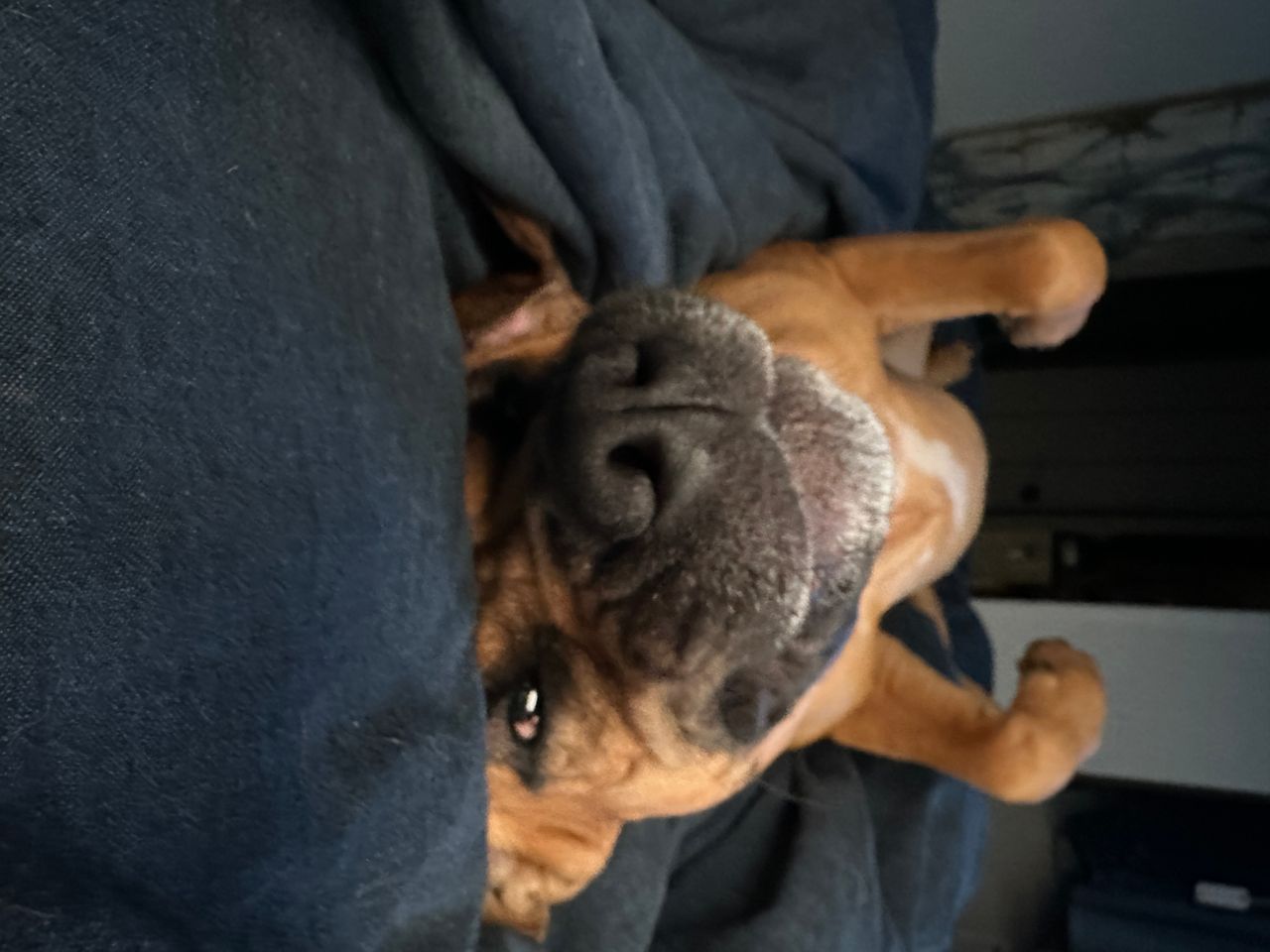 Pet travel photo 2