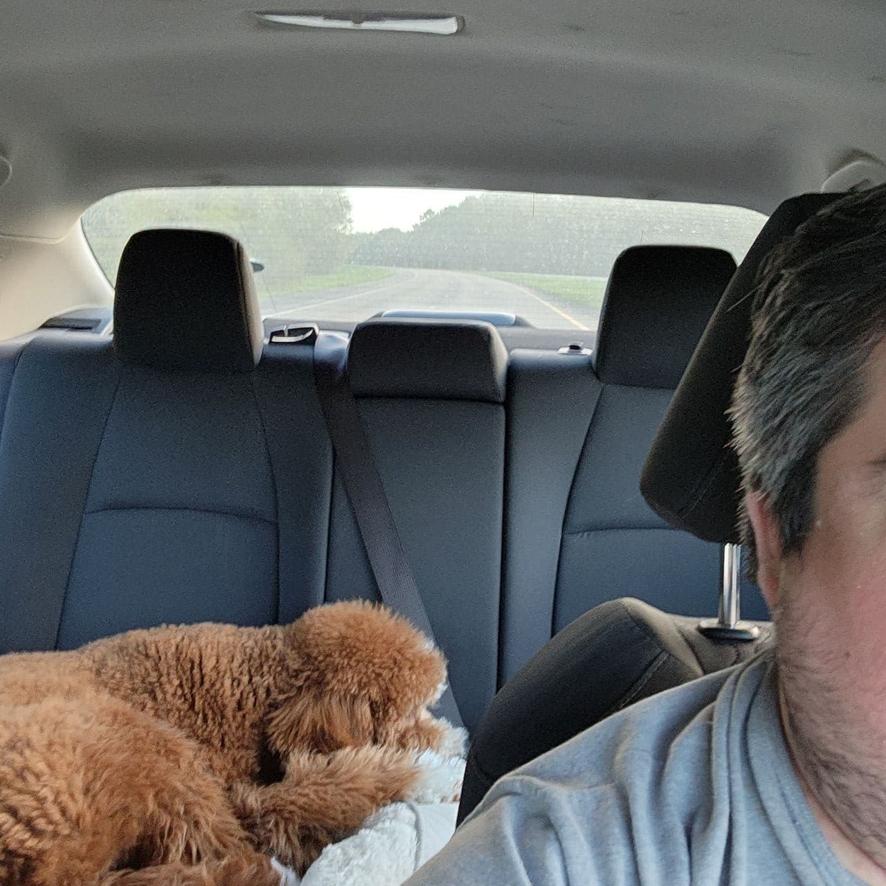 Pet travel photo 5