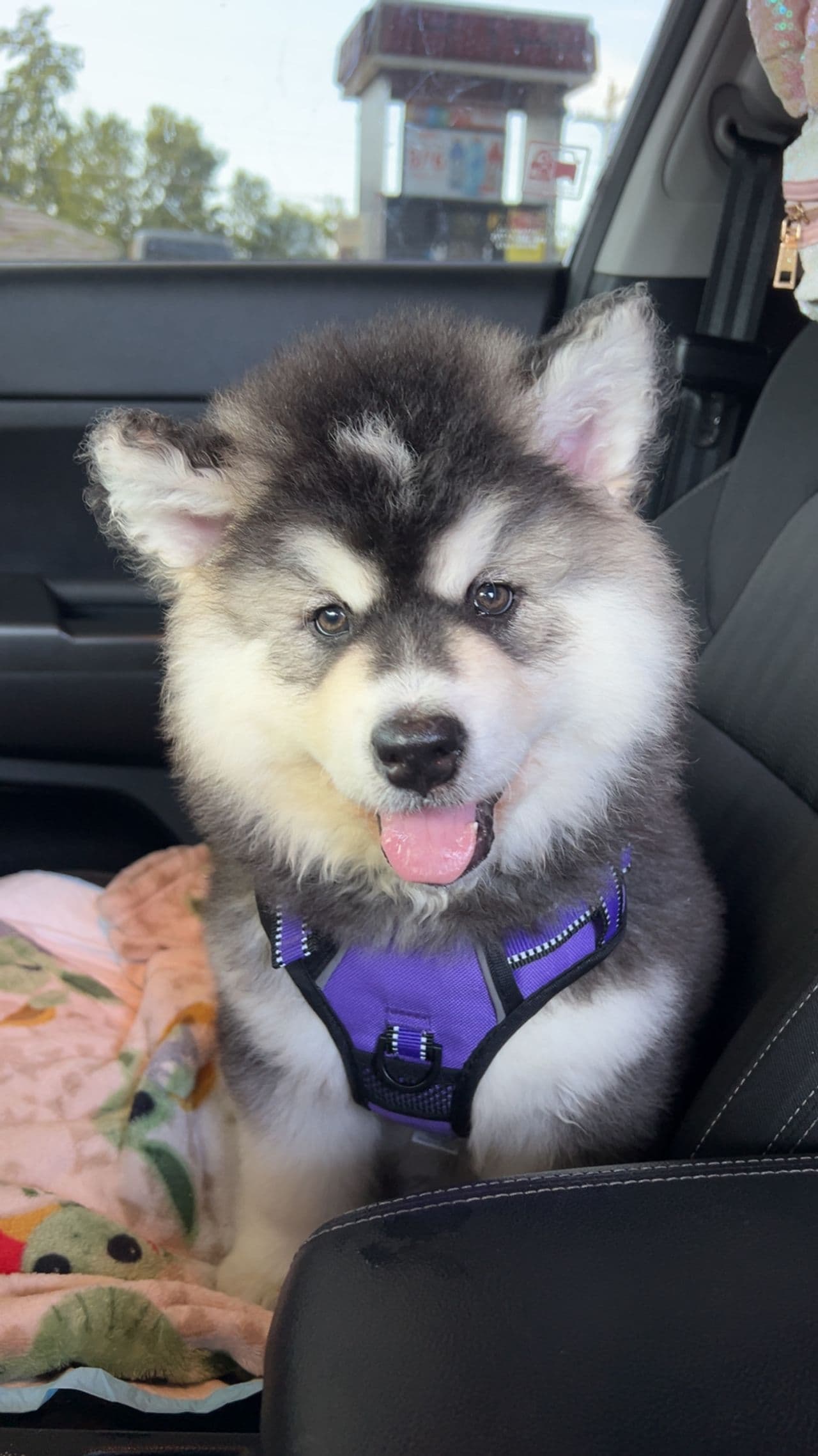 Pet travel photo 2