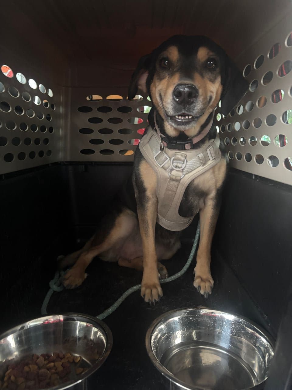 Pet travel photo 6