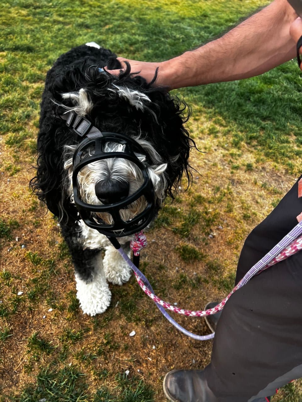 Pet travel photo 3