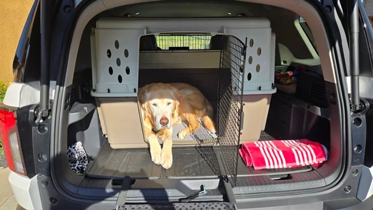 Pet travel photo 6