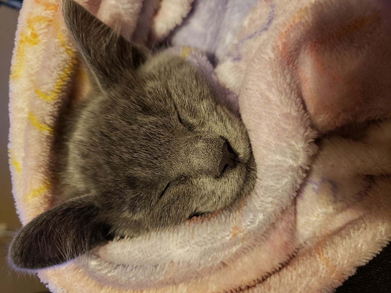 Pet travel photo 1