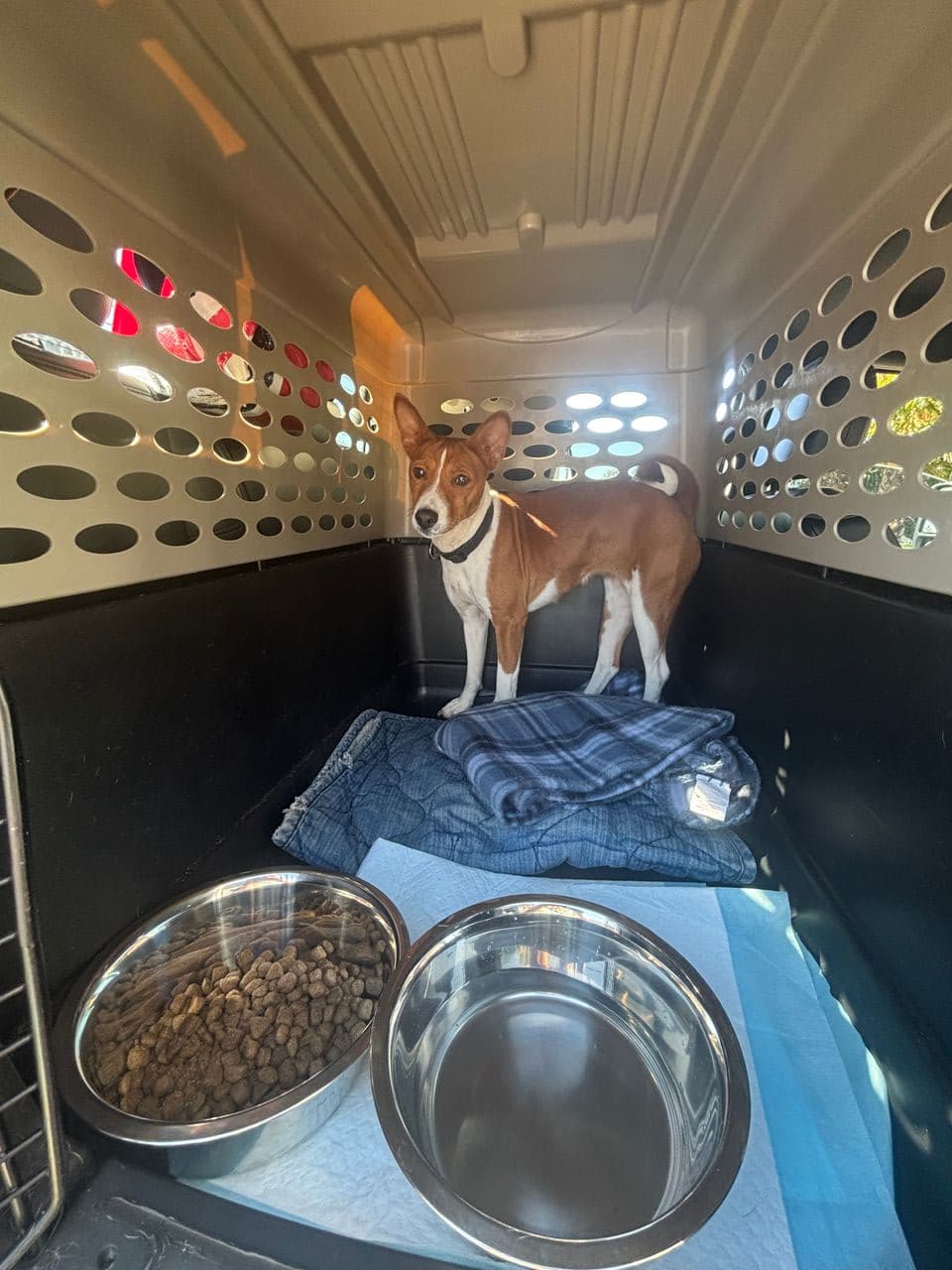 Pet travel photo 2
