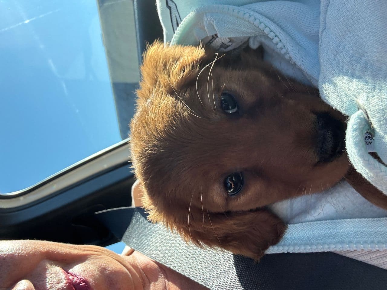 Pet travel photo 2