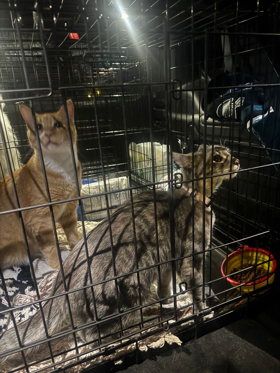 Pet travel photo 1