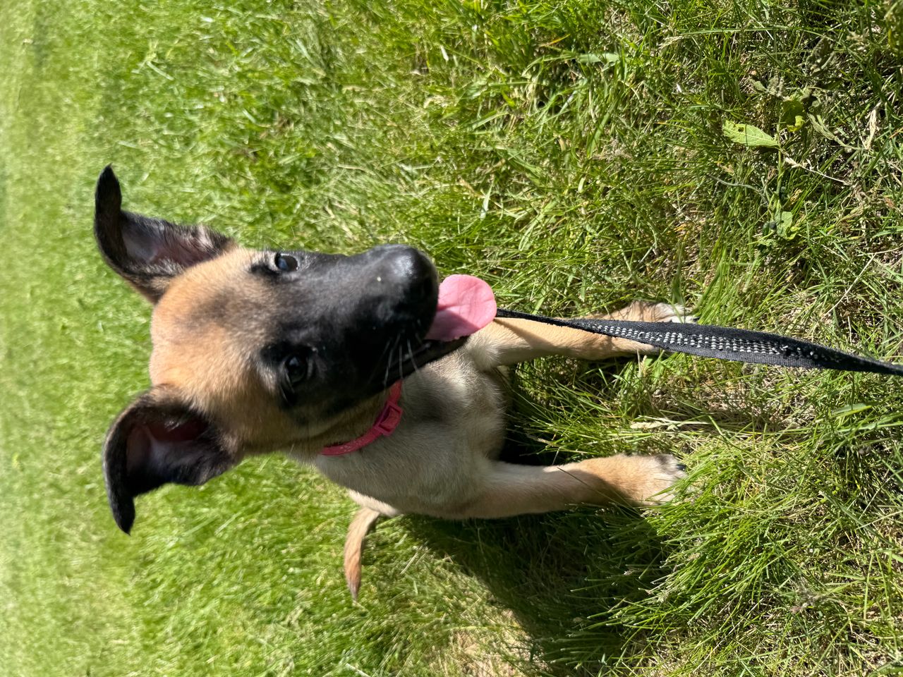 Pet travel photo 1