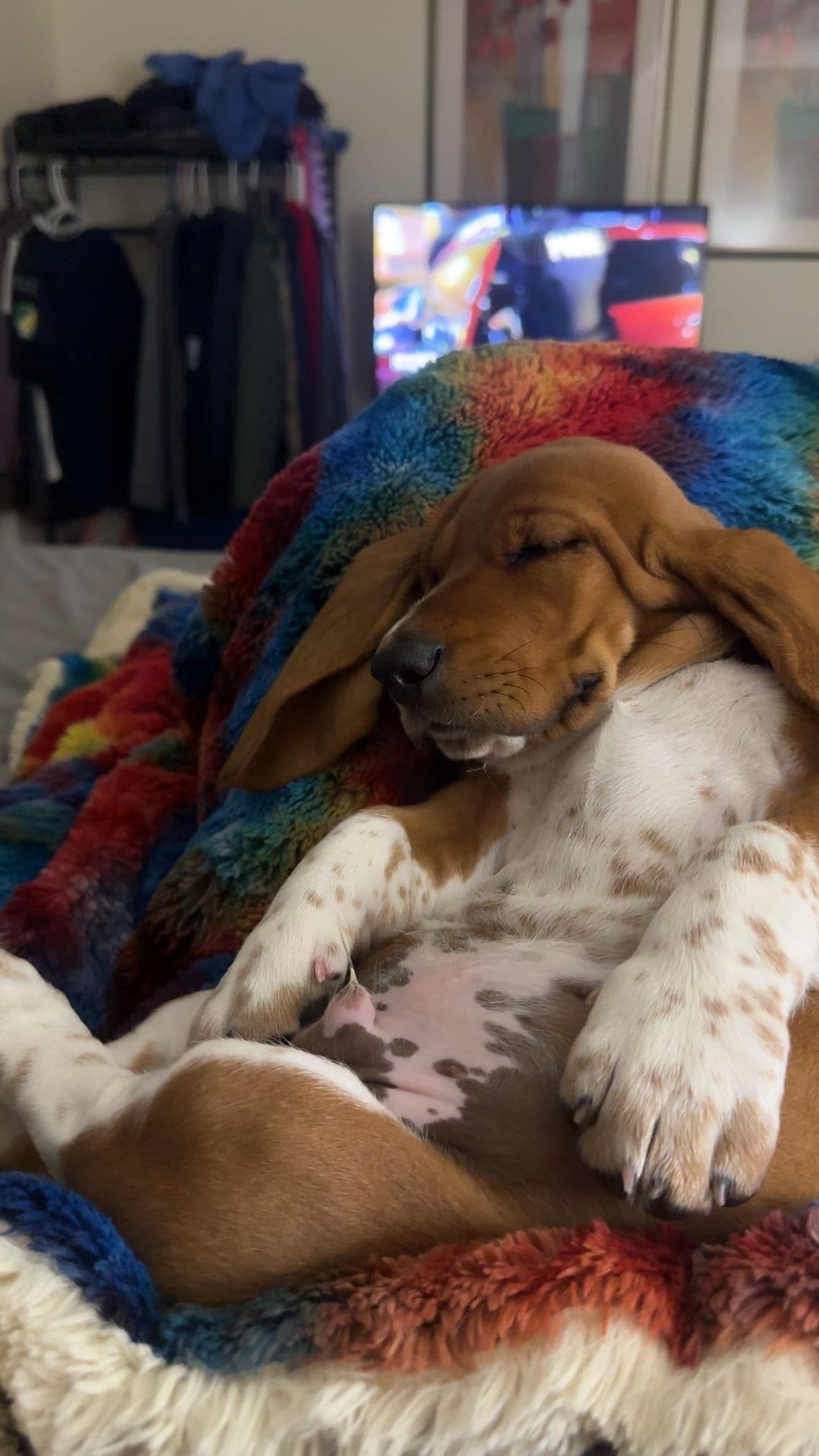 Pet travel photo 2