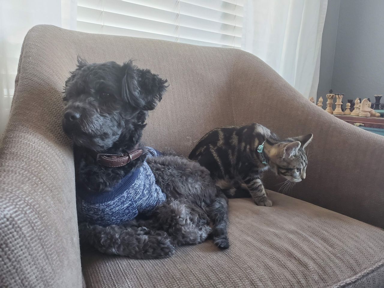 Pet travel photo 6
