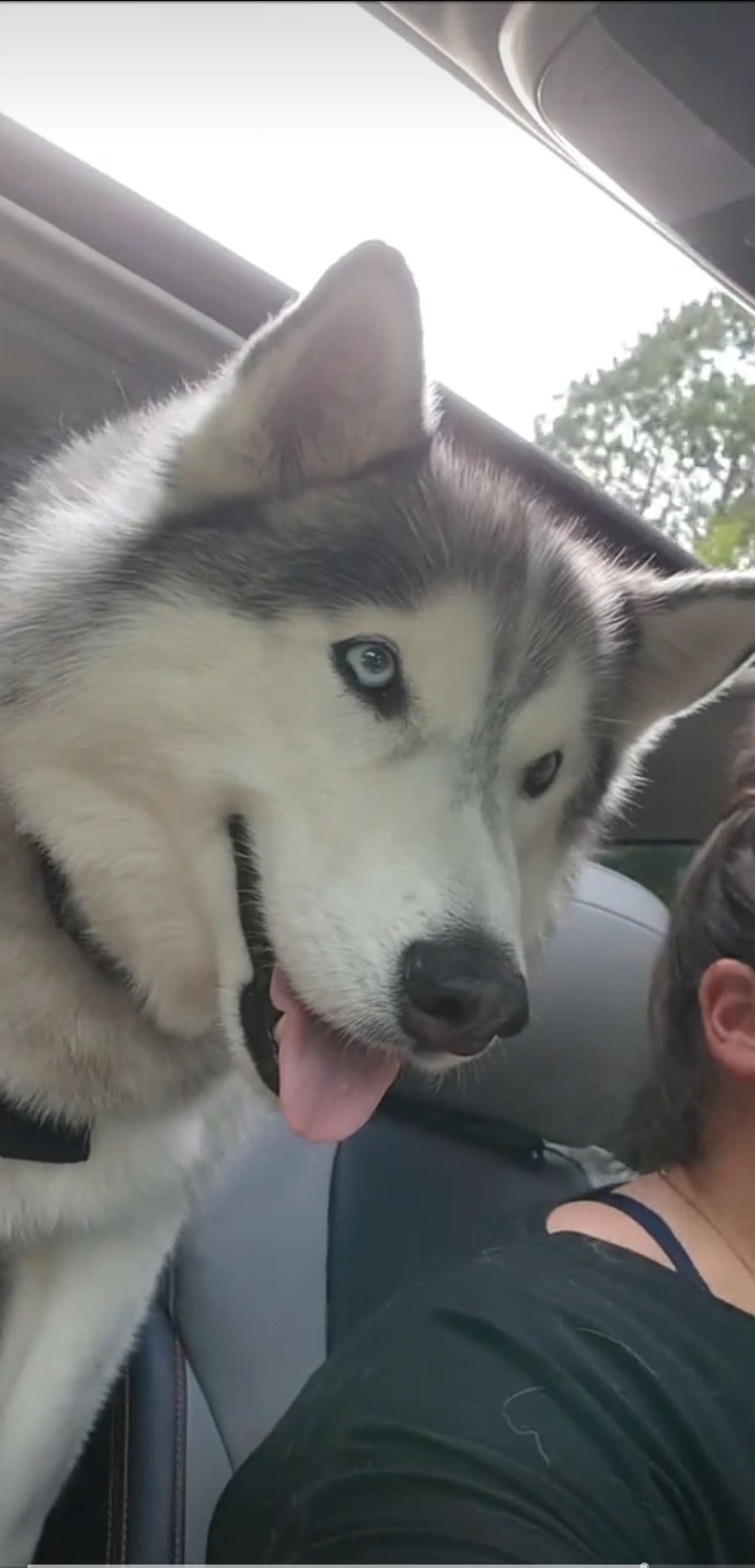 Pet travel photo 4
