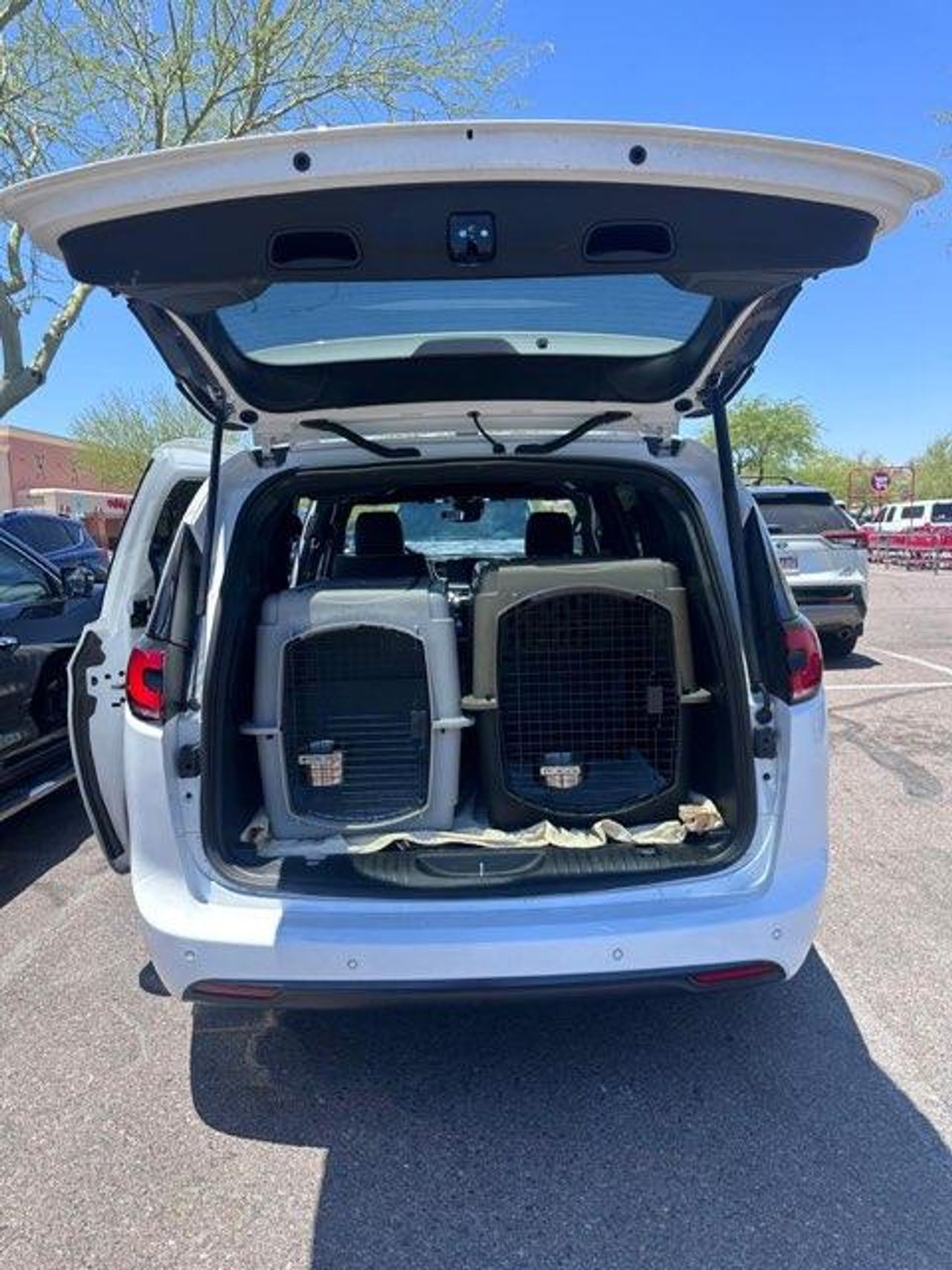 Pet travel photo 4