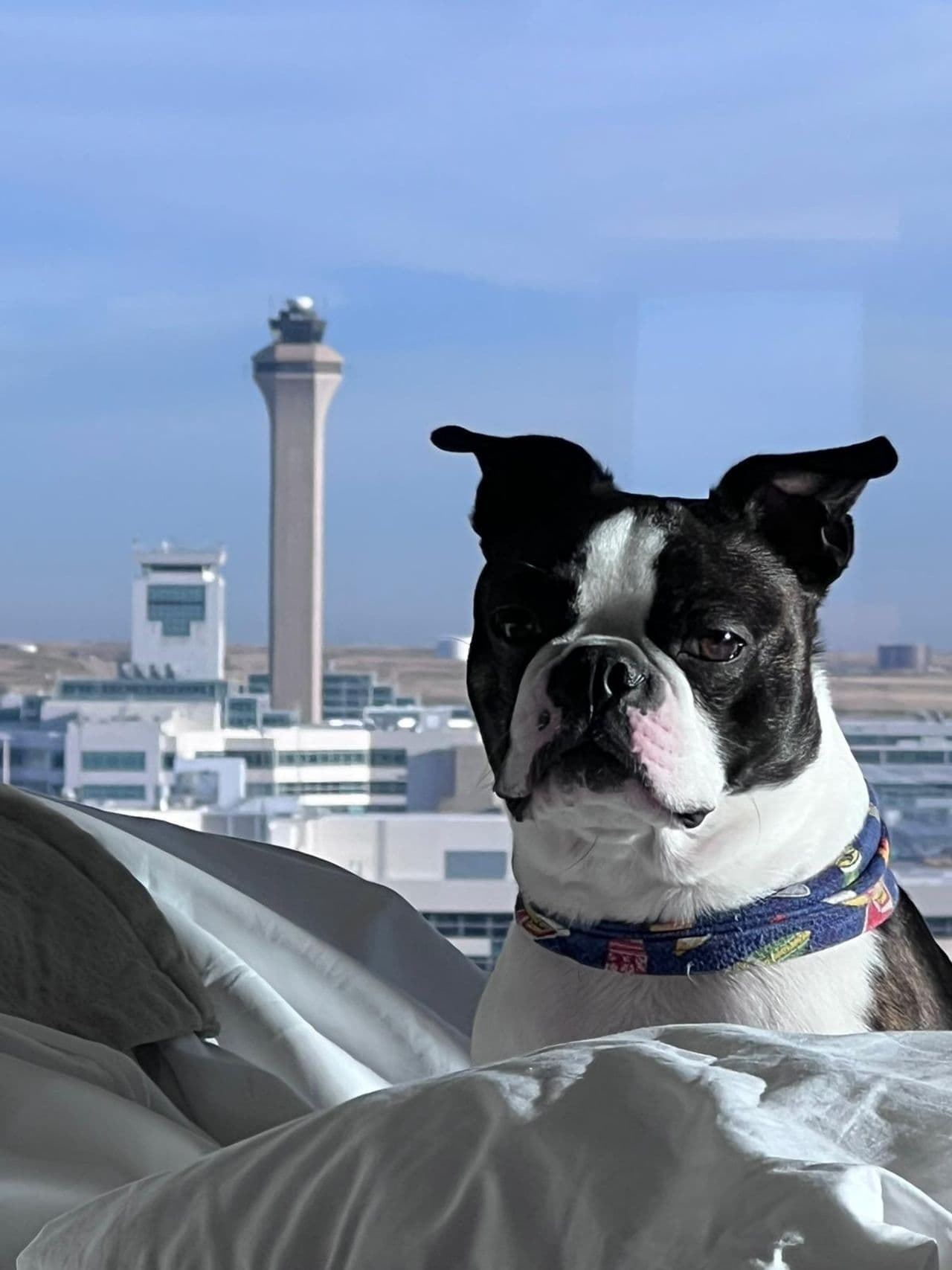 Pet travel photo 1