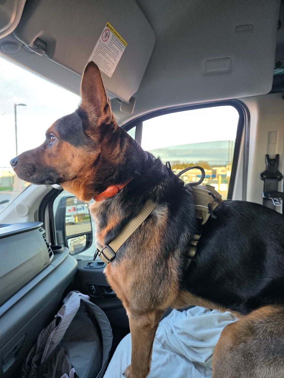 Pet travel photo 3
