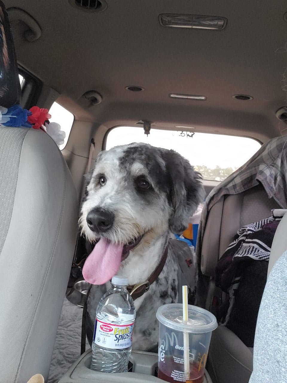 Pet travel photo 1