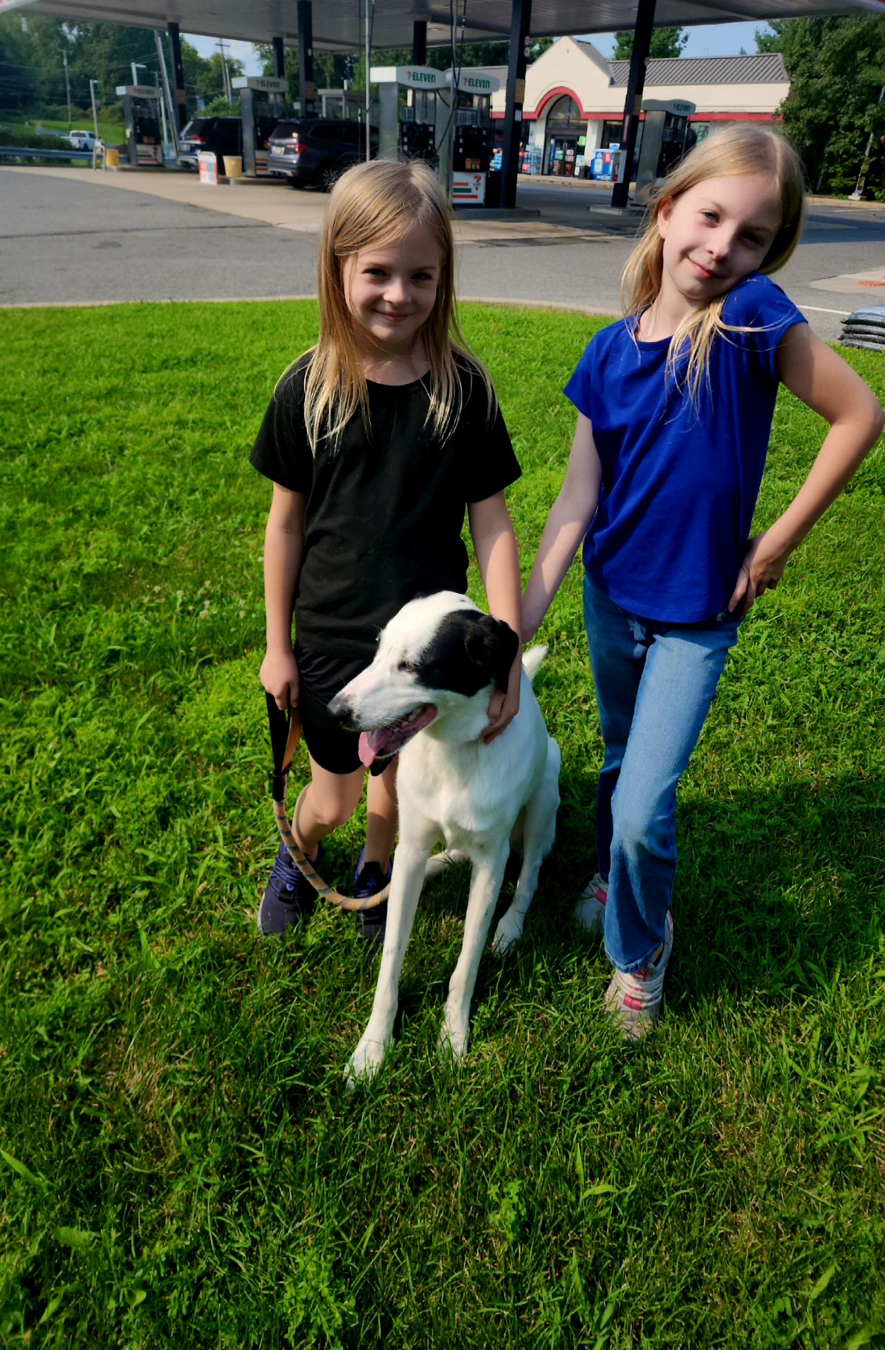 Pet travel photo 1