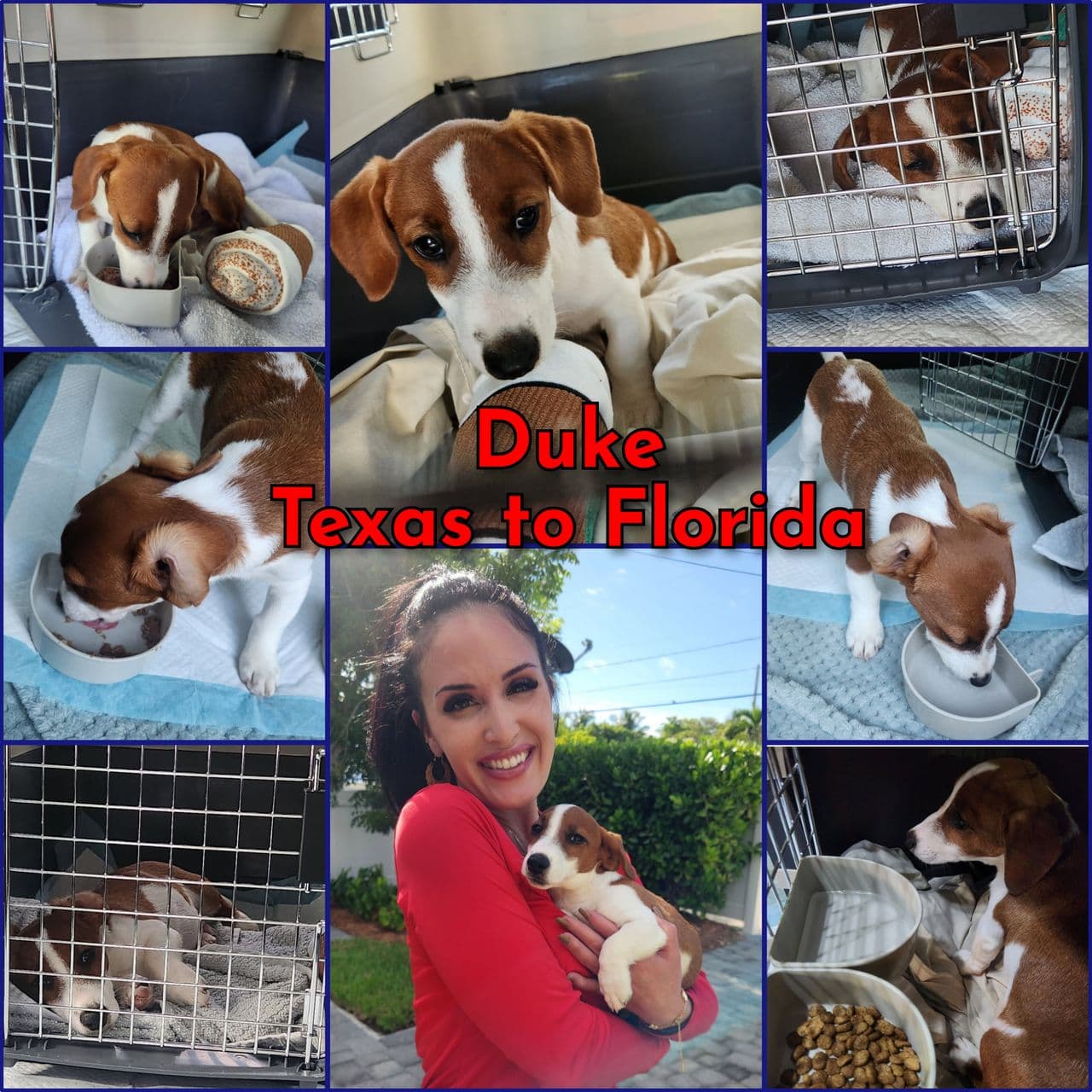 Pet travel photo 3
