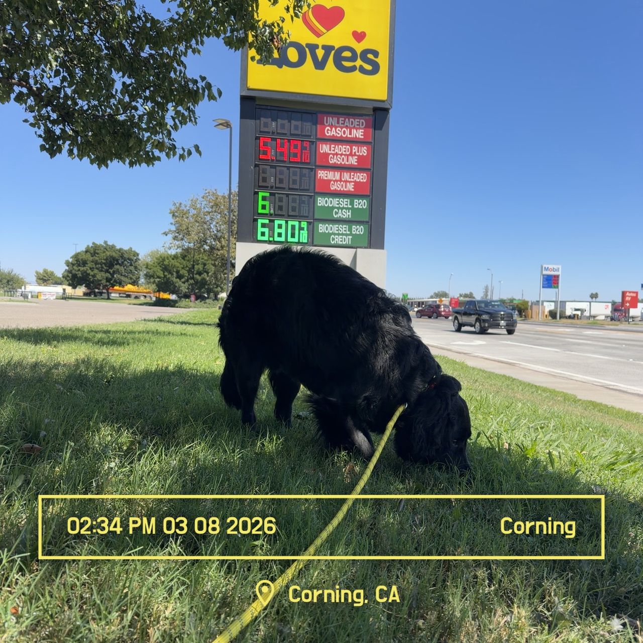 Pet travel photo 4