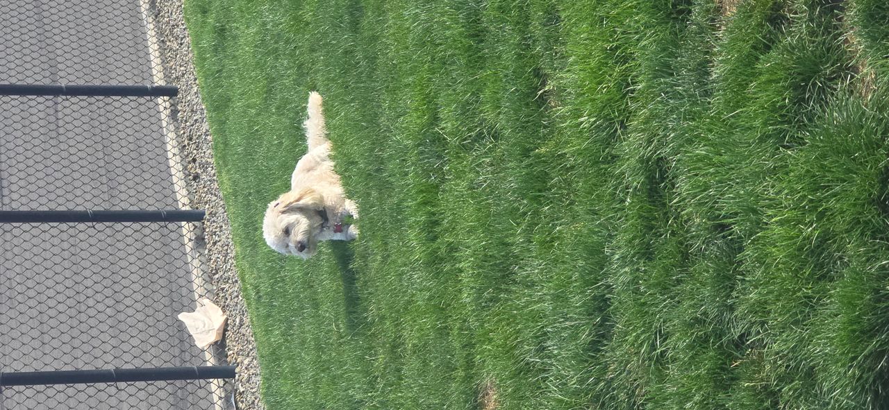 Pet travel photo 1