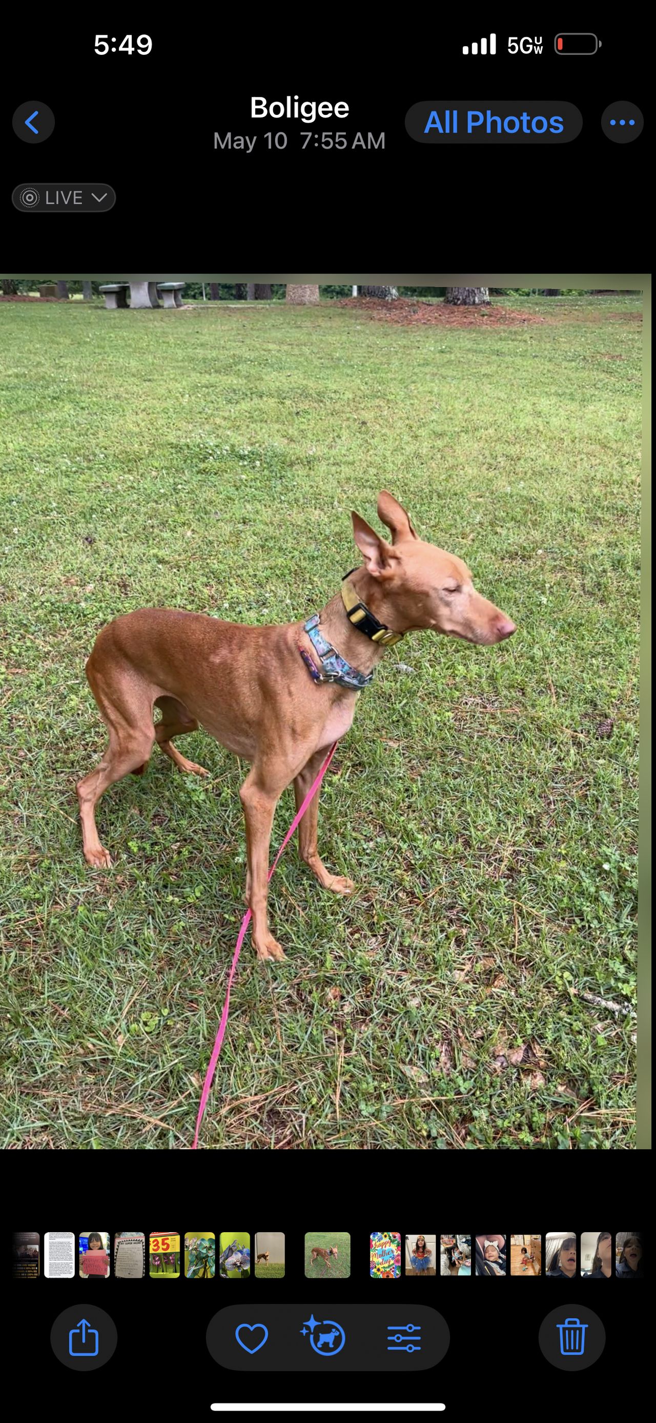 Pet travel photo 2