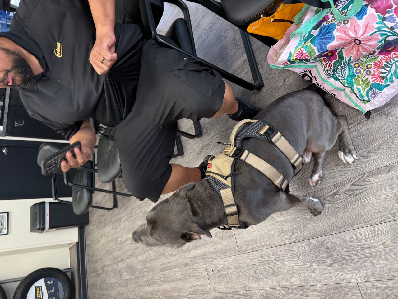 Pet travel photo 3