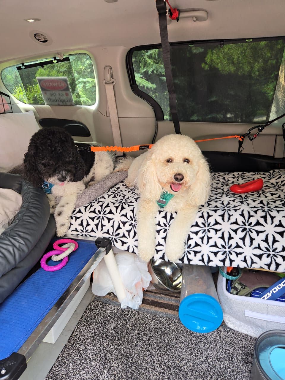 Pet travel photo 2
