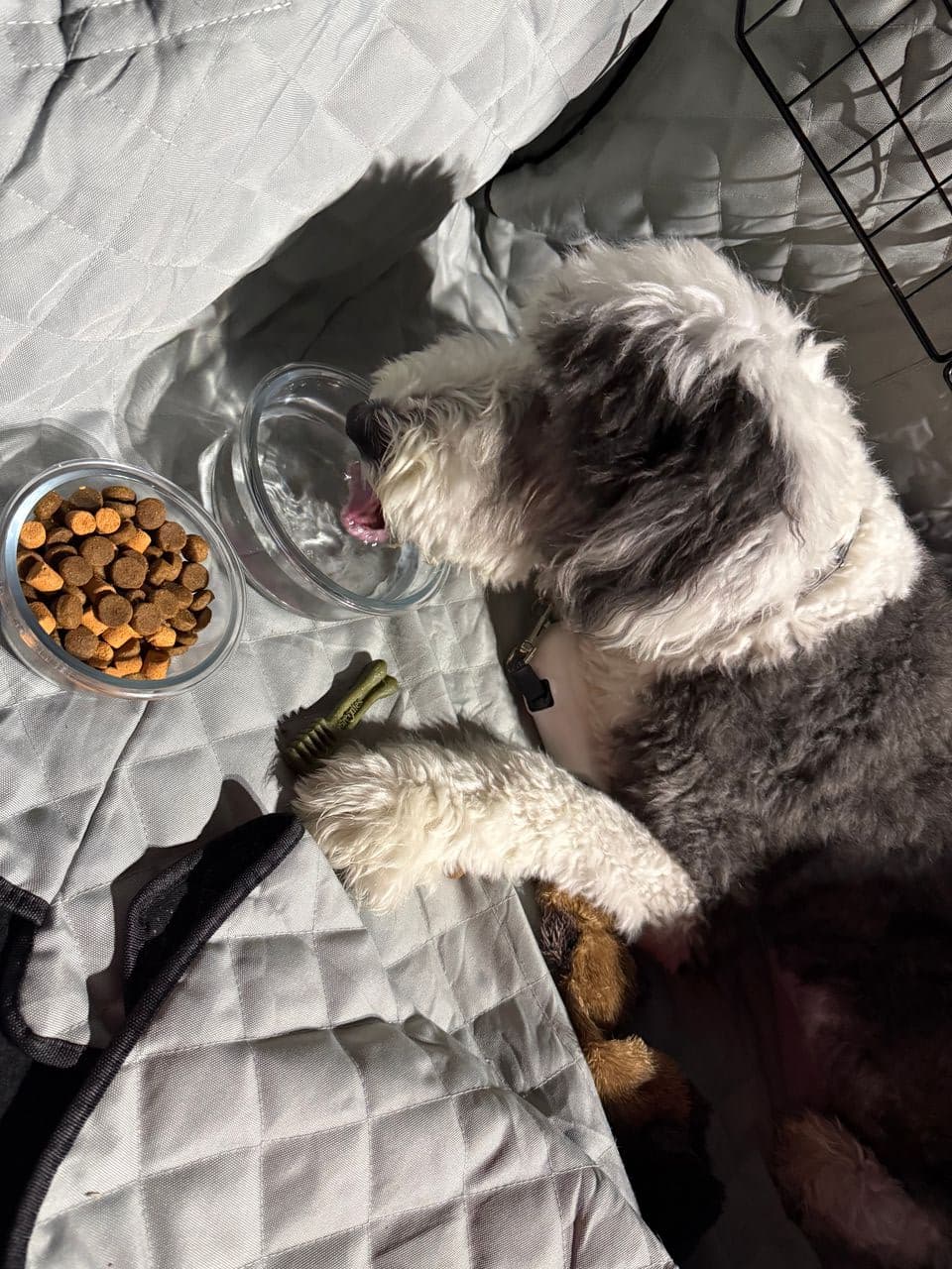 Pet travel photo 6