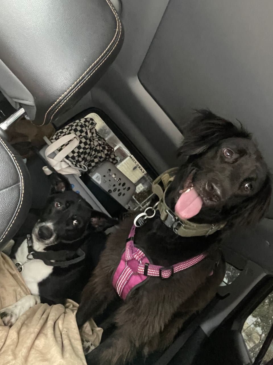 Pet travel photo 2