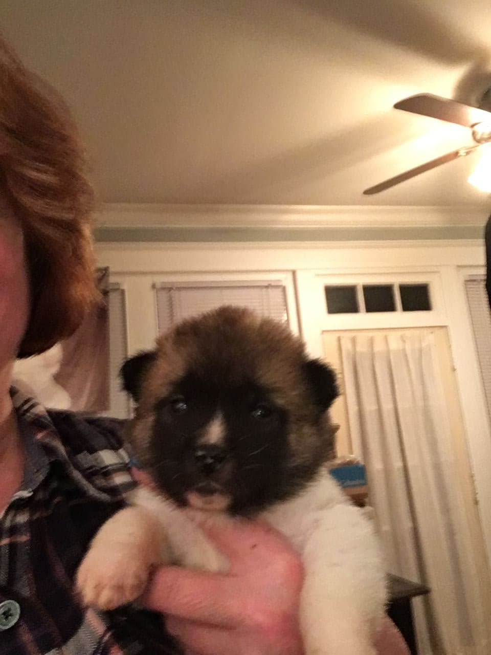 Pet travel photo 2