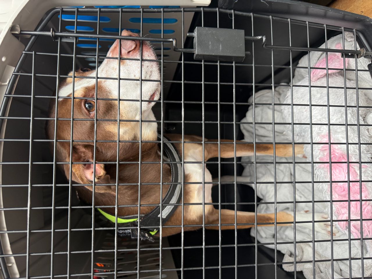 Pet travel photo 2