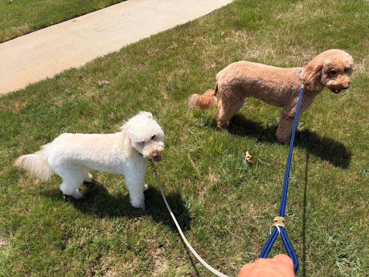 Pet travel photo 3