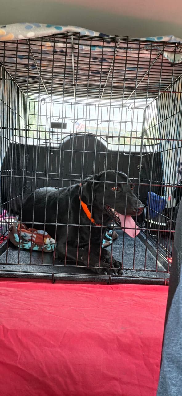 Pet travel photo 1