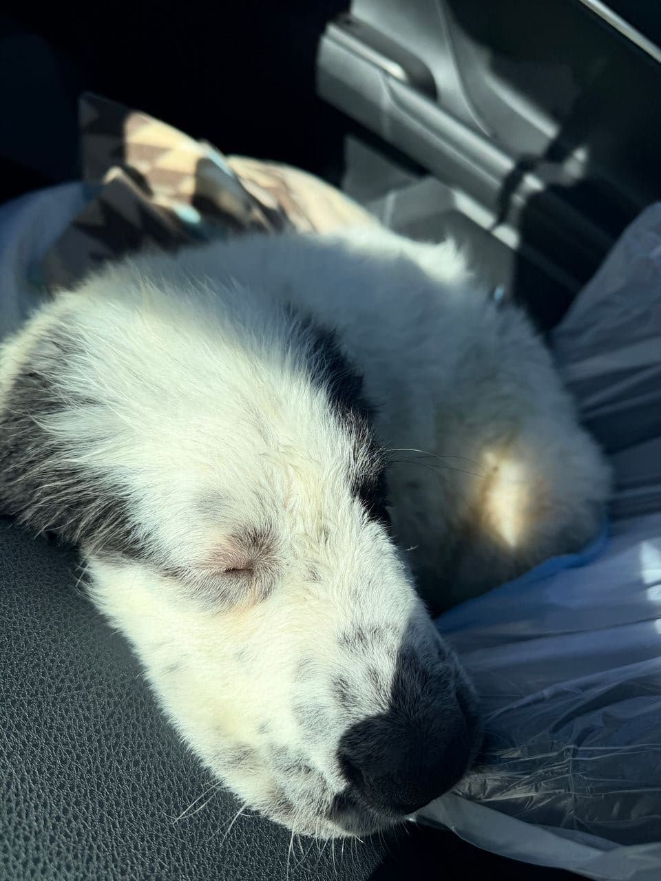 Pet travel photo 2
