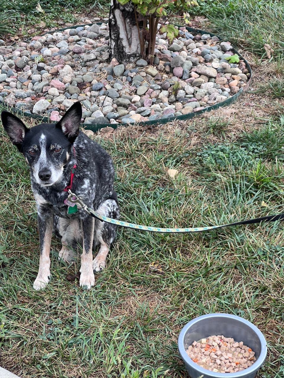 Pet travel photo 4